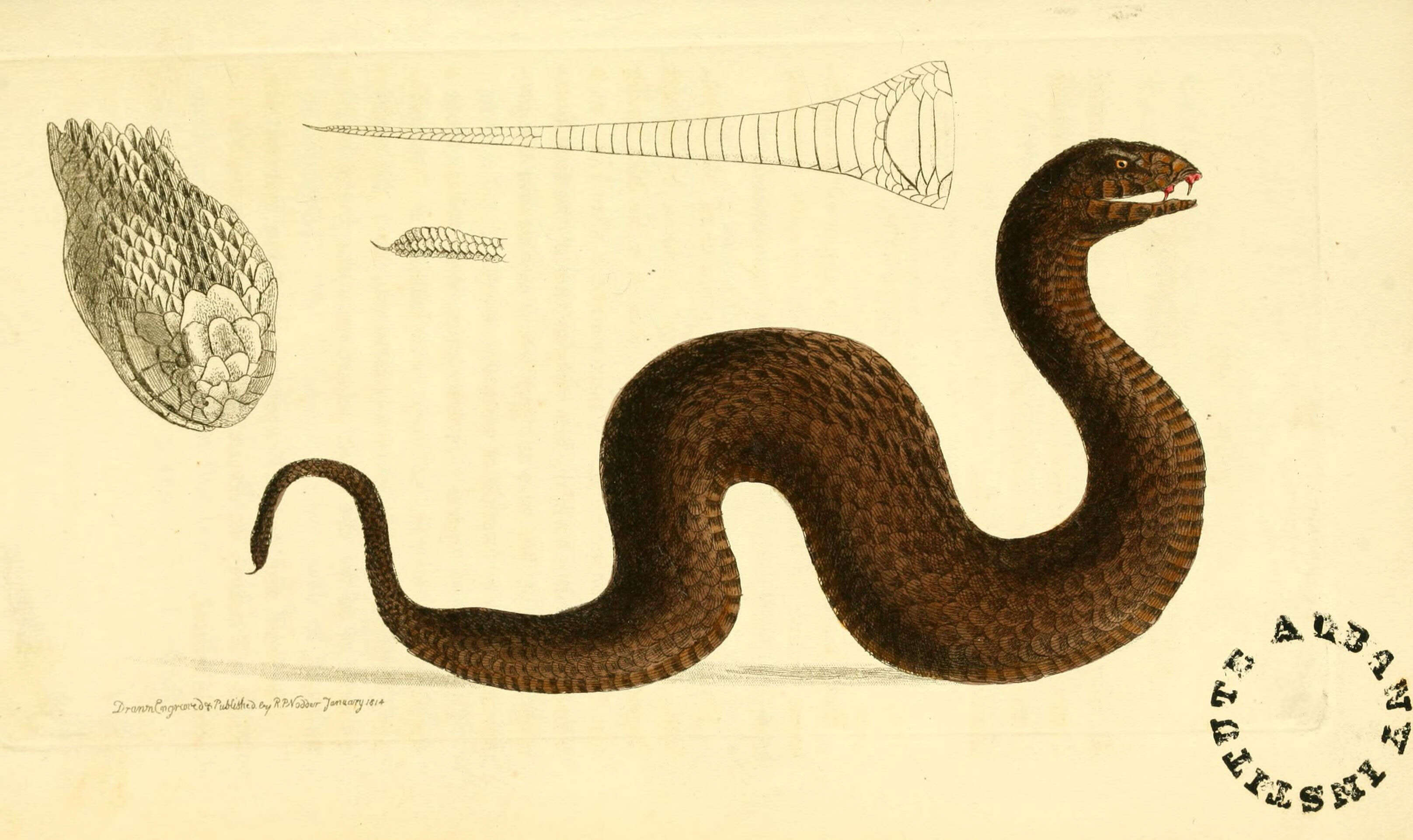 Image of Common Death Adder