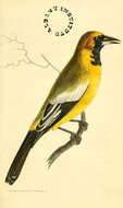 Imagem de Icterus leucopteryx (Wagler 1827)