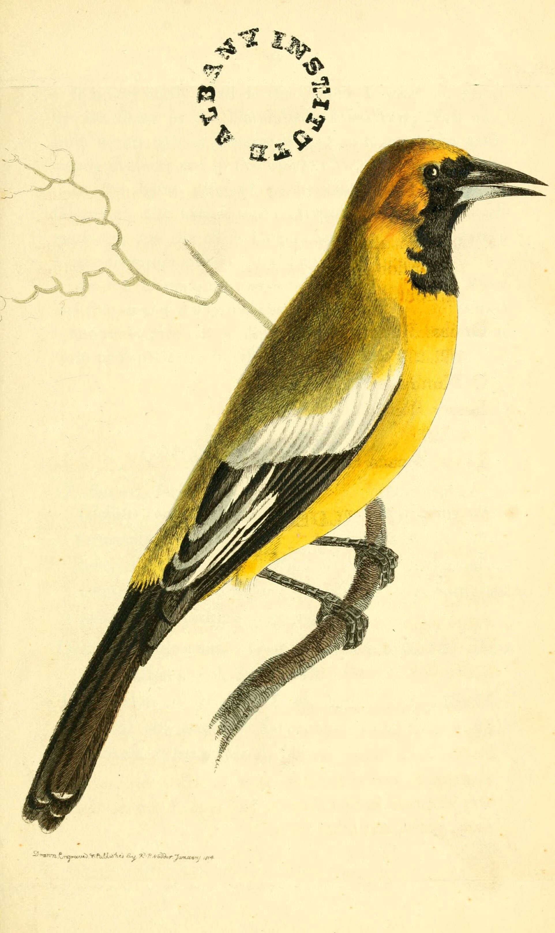 Imagem de Icterus leucopteryx (Wagler 1827)