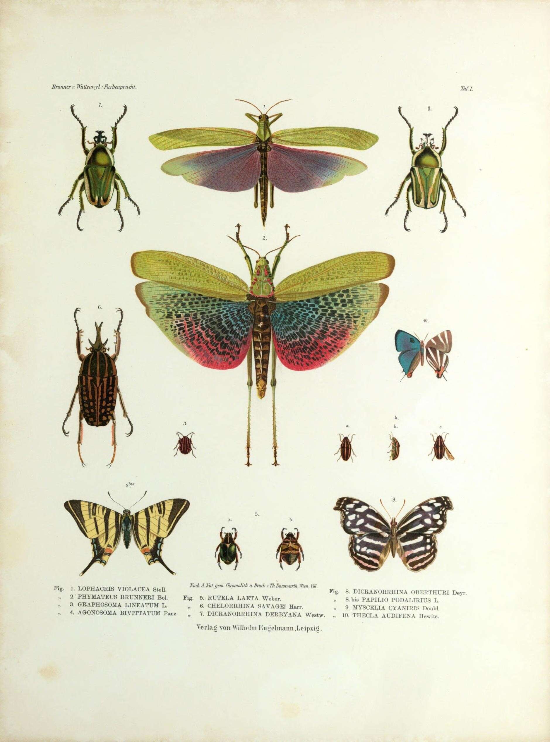 Plancia ëd Phymateus (Phymateus) viridipes Stål 1873