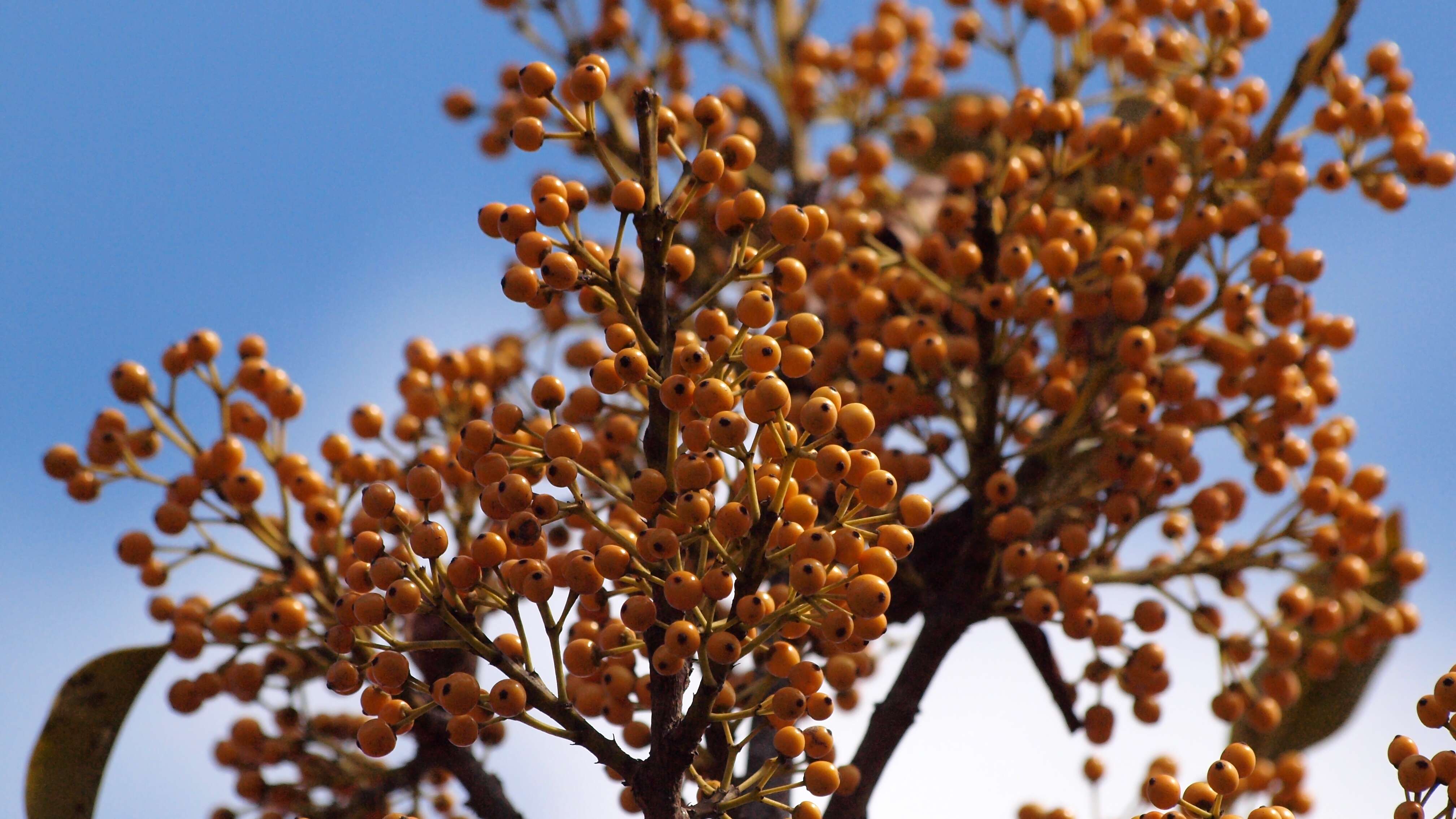 Image of Kurogane holly