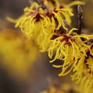 Image of Japanese Witch Hazel