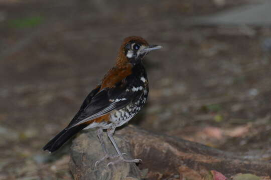 Image of Red-backed Thrush