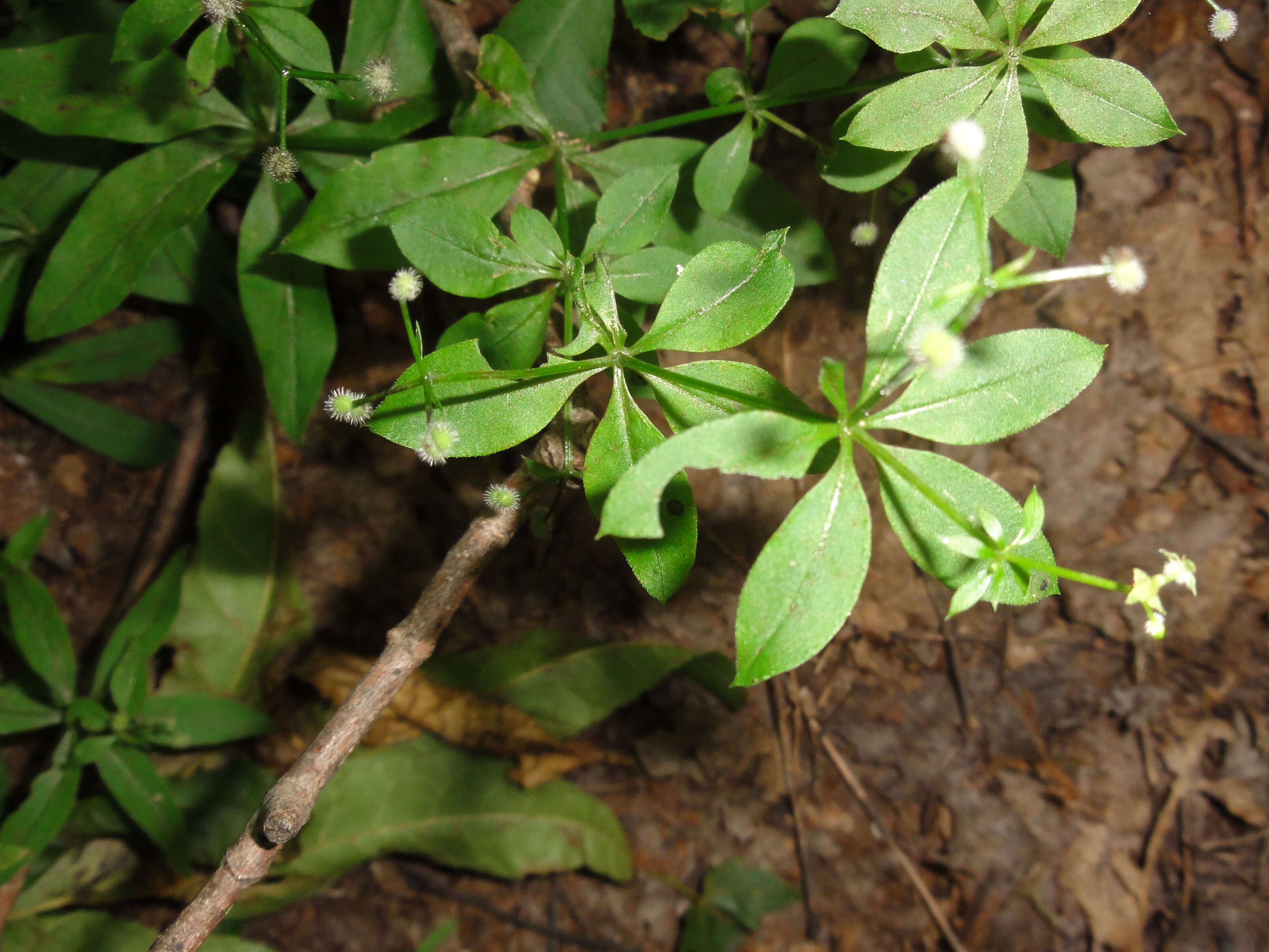 Image of fragrant bedstraw