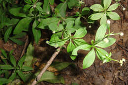 Image of fragrant bedstraw