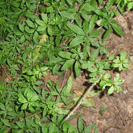 Image of fragrant bedstraw