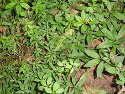 Image of fragrant bedstraw