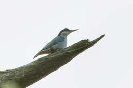 Image of Giant Nuthatch