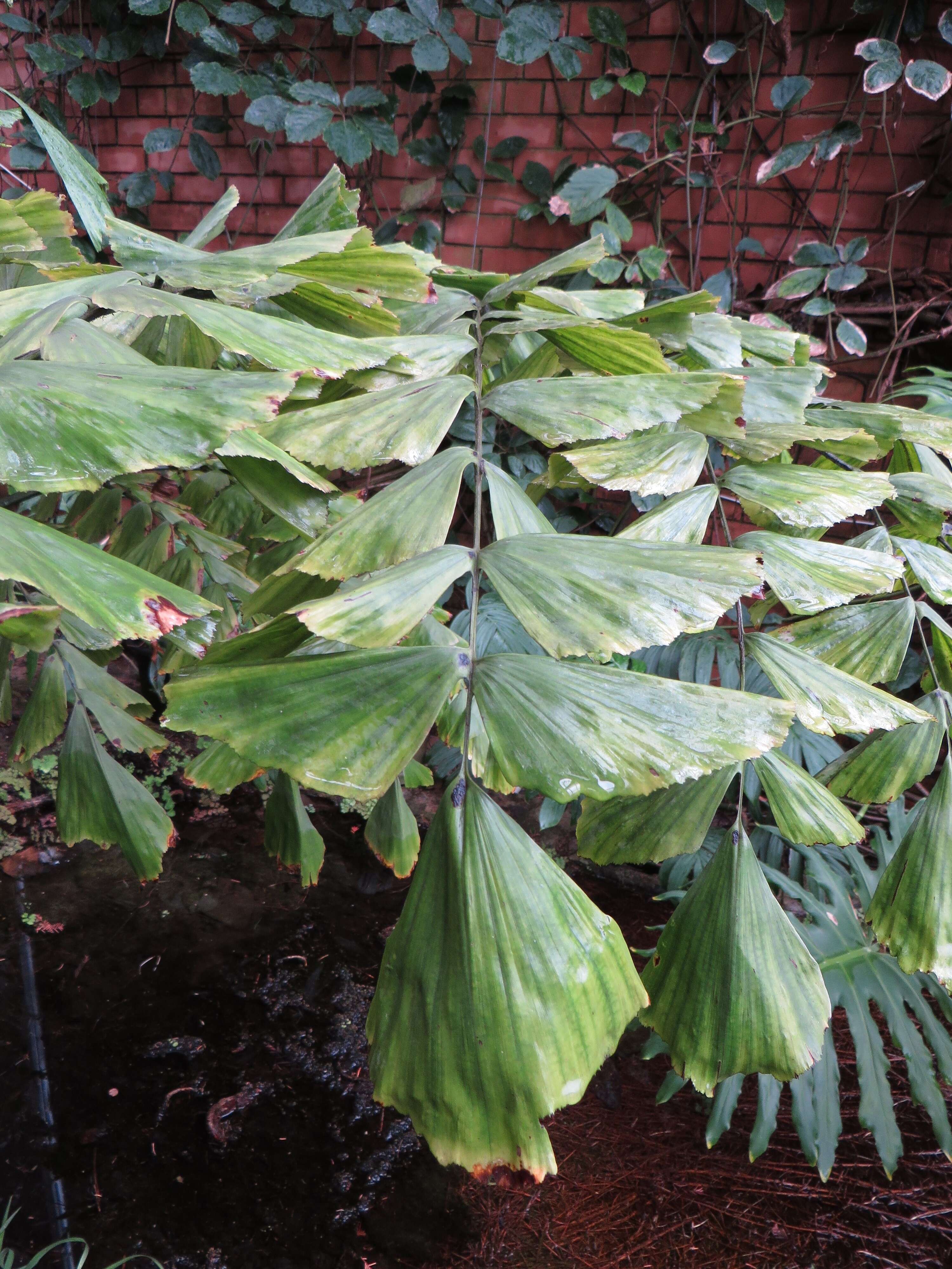 Image of Burmese fishtail palm