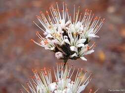 Imagem de Combretum mossambicense (Klotzsch) Engl.