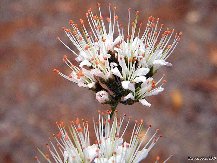 Imagem de Combretum mossambicense (Klotzsch) Engl.