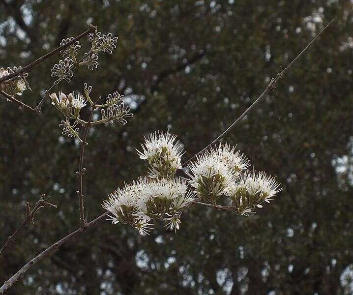 Imagem de Combretum mossambicense (Klotzsch) Engl.