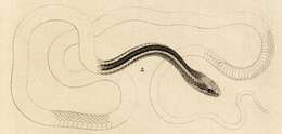Sivun Pseudalsophis biserialis (Günther 1860) kuva