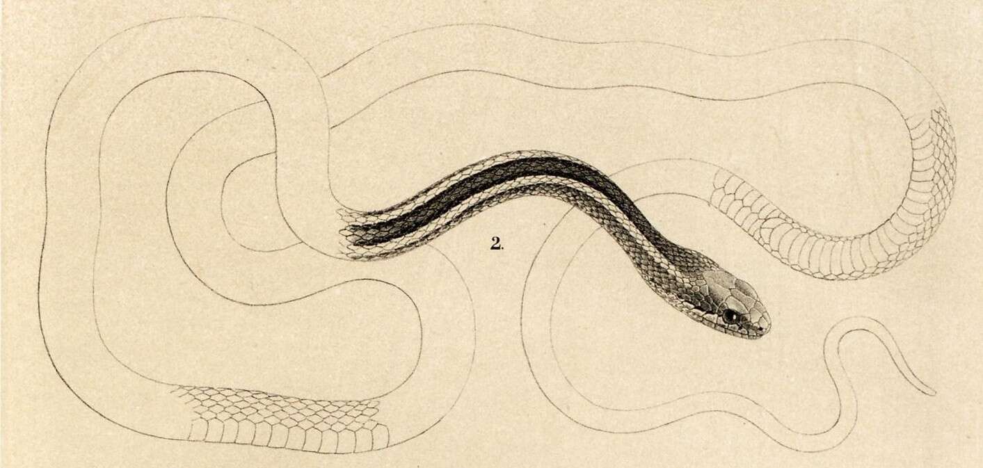 Sivun Pseudalsophis biserialis (Günther 1860) kuva