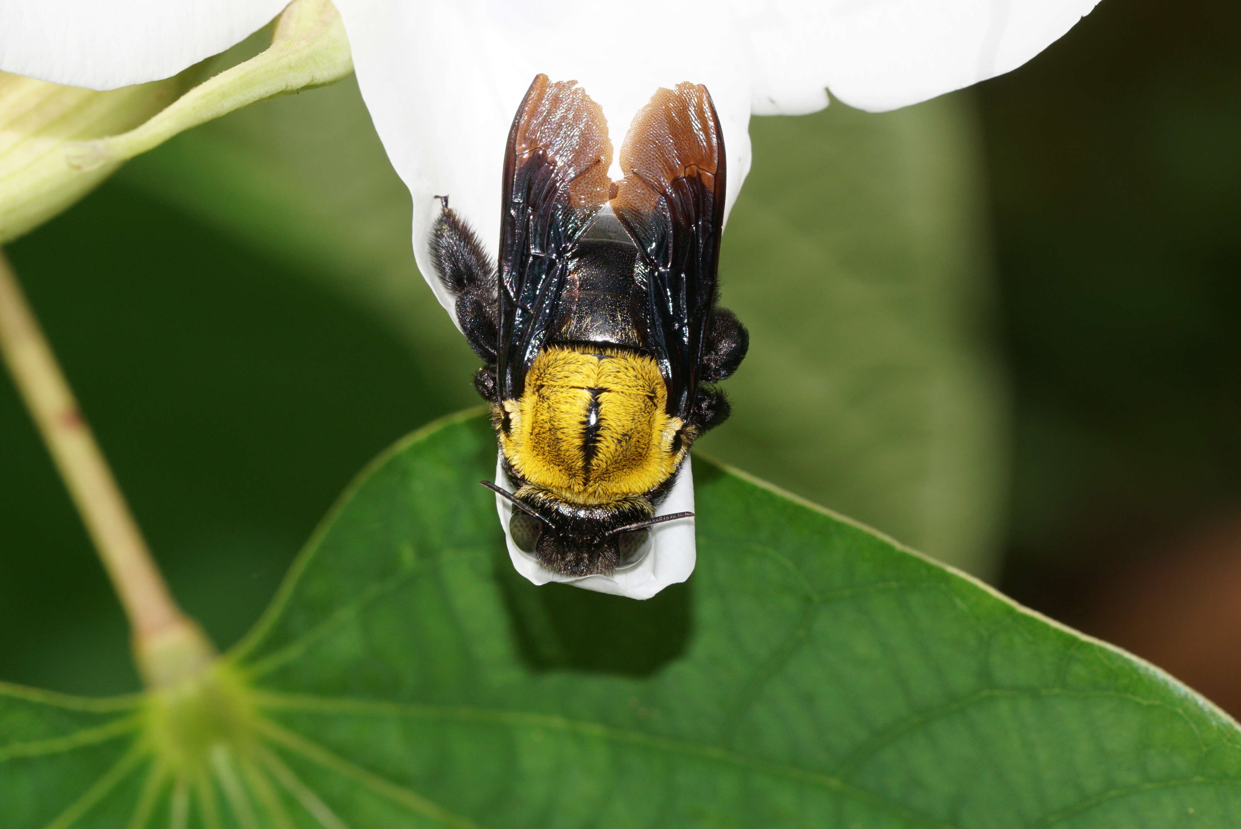 Xylocopa aestuans (Linnaeus 1758) resmi