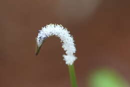 Image of Drifting Sword Plant