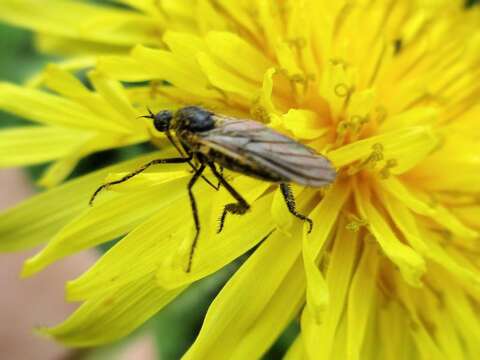 Image of Empis ciliata Fabricius 1787