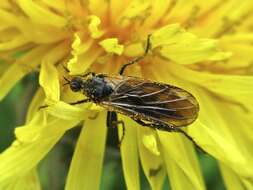 Image of Empis ciliata Fabricius 1787