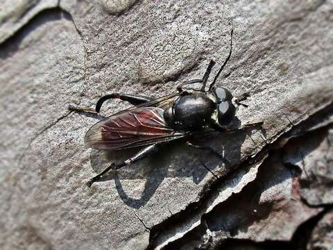 Image of Chalcosyrphus piger (Fabricius 1794)