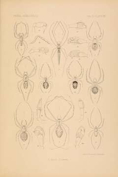 Image of Theridion grallator Simon 1900