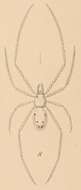 Image of Theridion grallator Simon 1900