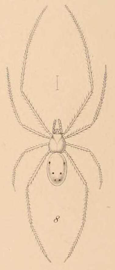 Image of Theridion grallator Simon 1900