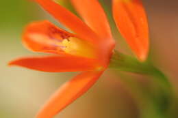 Image of Guarianthe aurantiaca (Bateman ex Lindl.) Dressler & W. E. Higgins