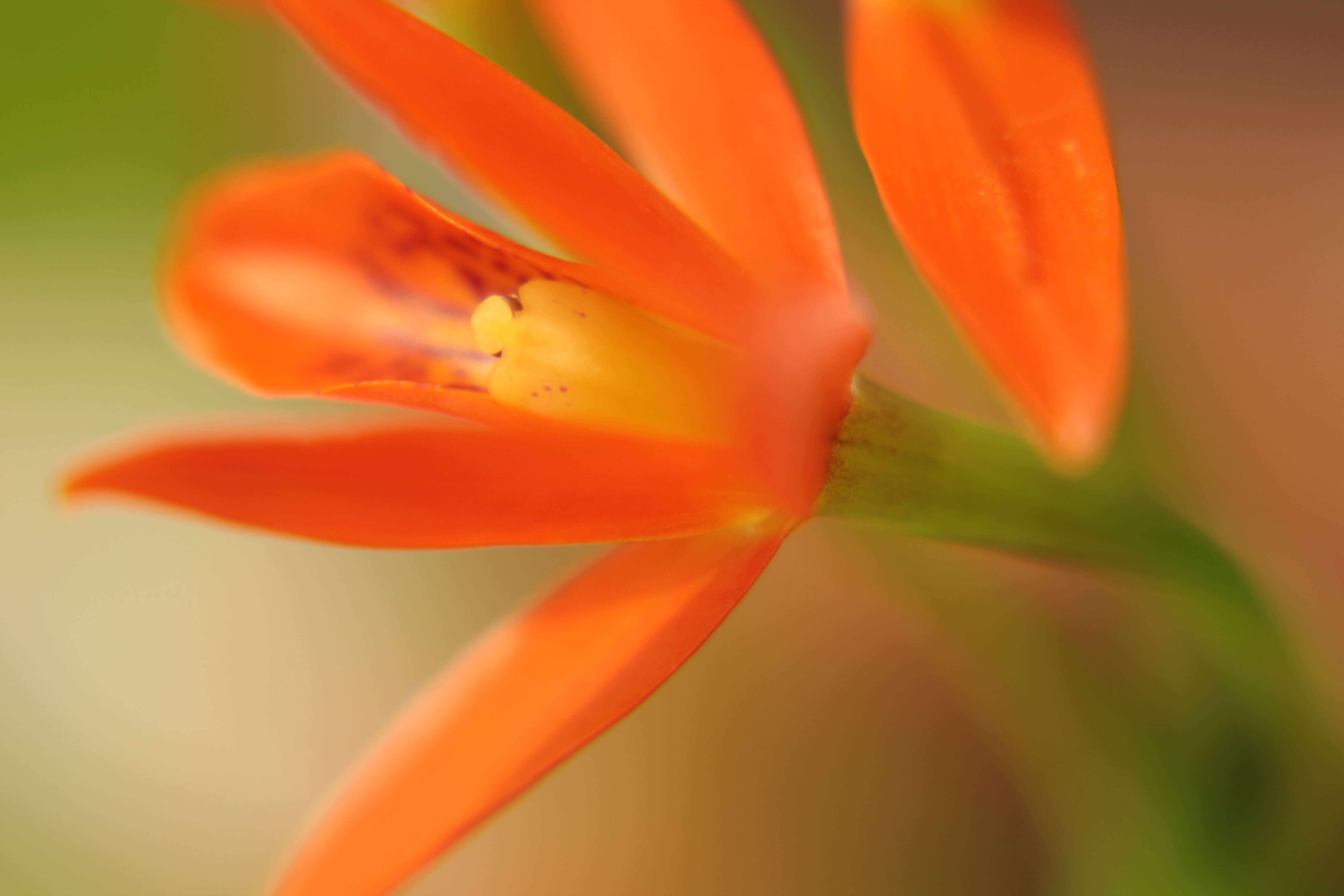 Image of Guarianthe aurantiaca (Bateman ex Lindl.) Dressler & W. E. Higgins