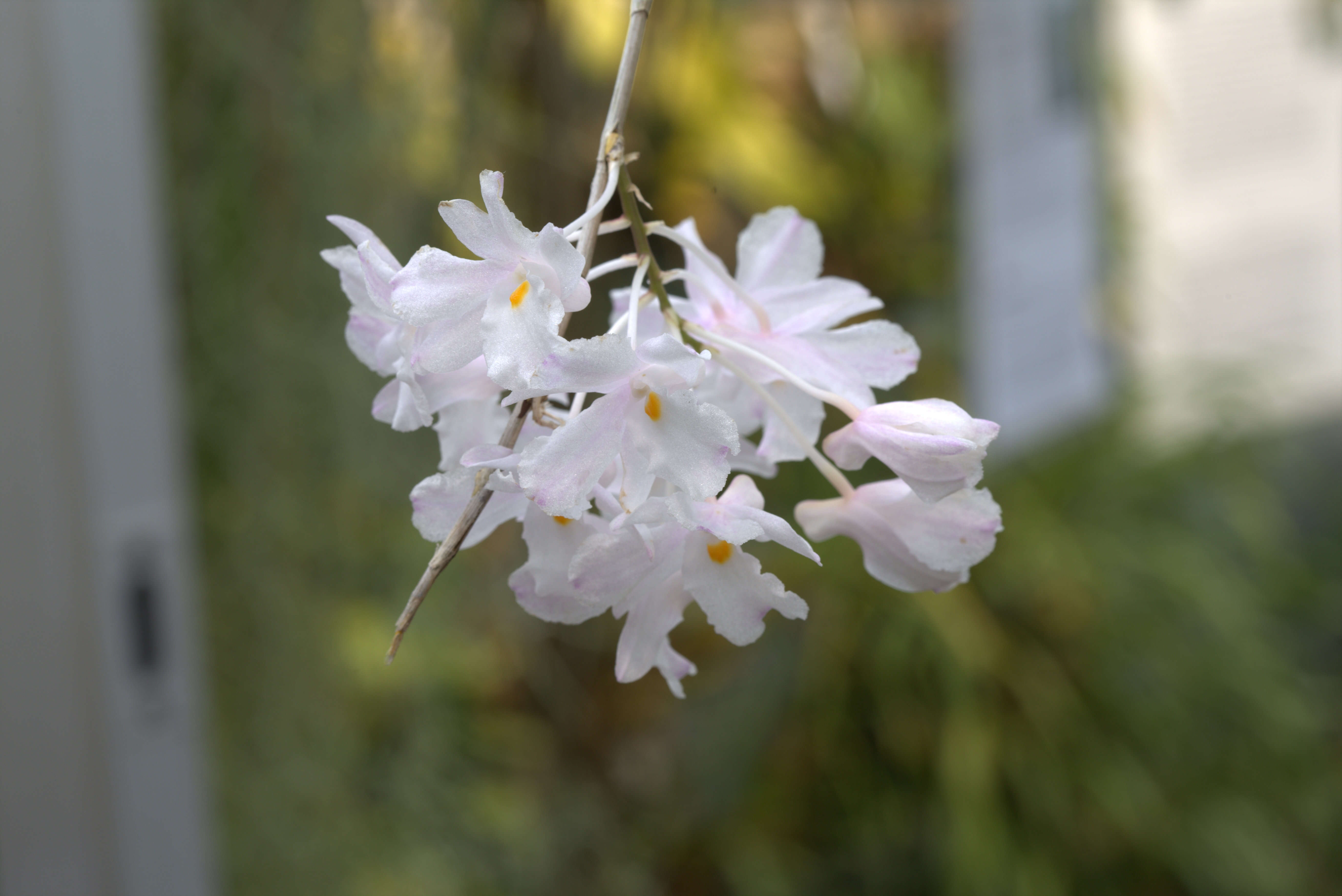 Слика од Dendrobium mutabile (Blume) Lindl.