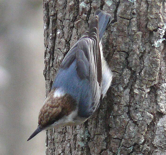 Image of Brown-headed Nuthatch