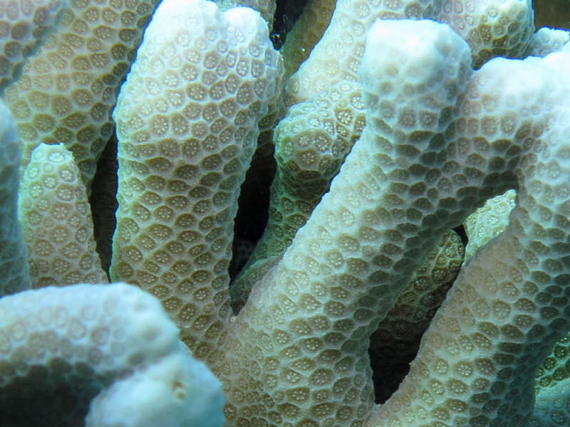 Image of Stony coral