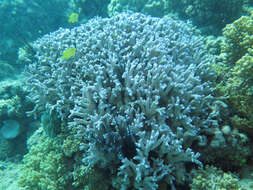 Image of Stony coral