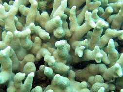 Image of Stony coral