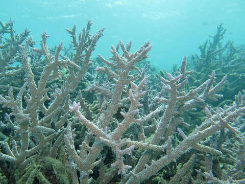 Image of Staghorn coral