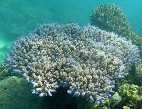 Image of Staghorn coral