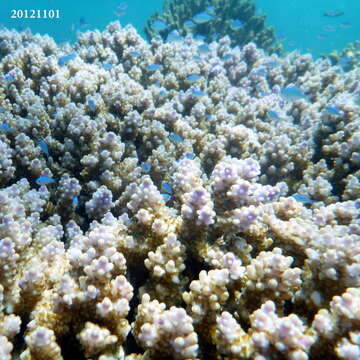 Image of Staghorn coral