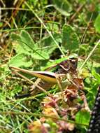 Image of bog bush-cricket