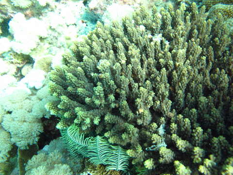 Image of Staghorn coral