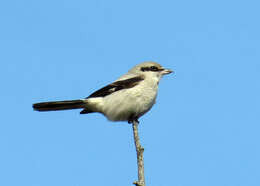 Image of Northern Shrike