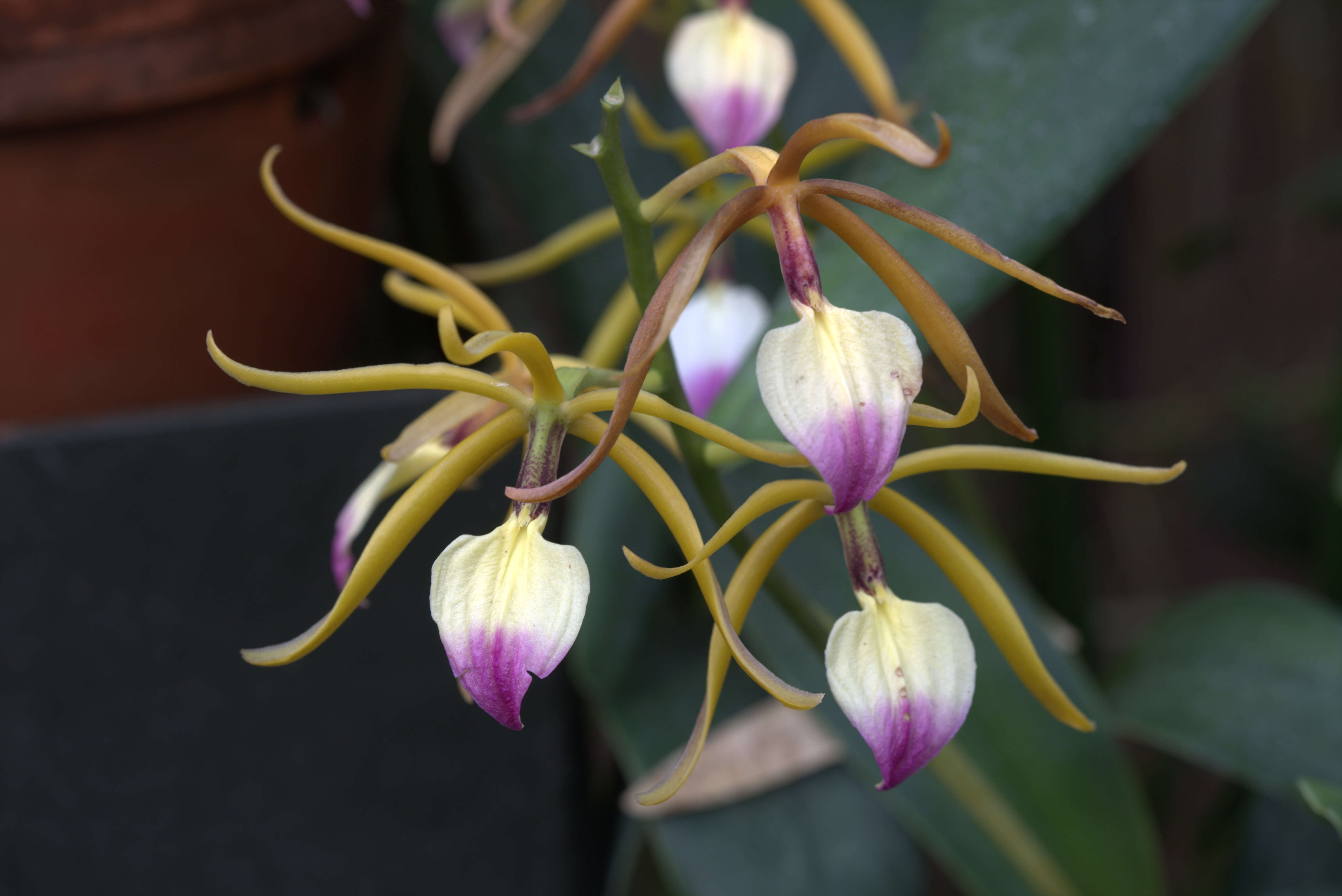 Imagem de Prosthechea brassavolae (Rchb. fil.) W. E. Higgins