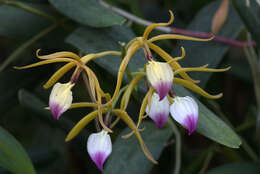 Image of Prosthechea brassavolae (Rchb. fil.) W. E. Higgins