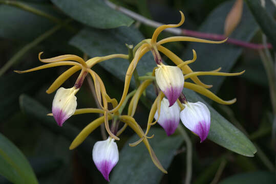 Imagem de Prosthechea brassavolae (Rchb. fil.) W. E. Higgins