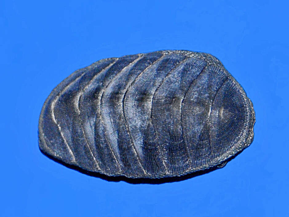 Image of blue green chiton