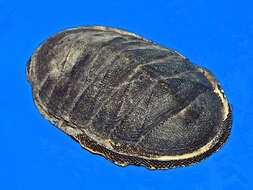 Image of Chiton magnificus Deshayes 1827