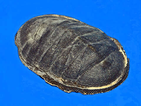 Image of Chiton magnificus Deshayes 1827