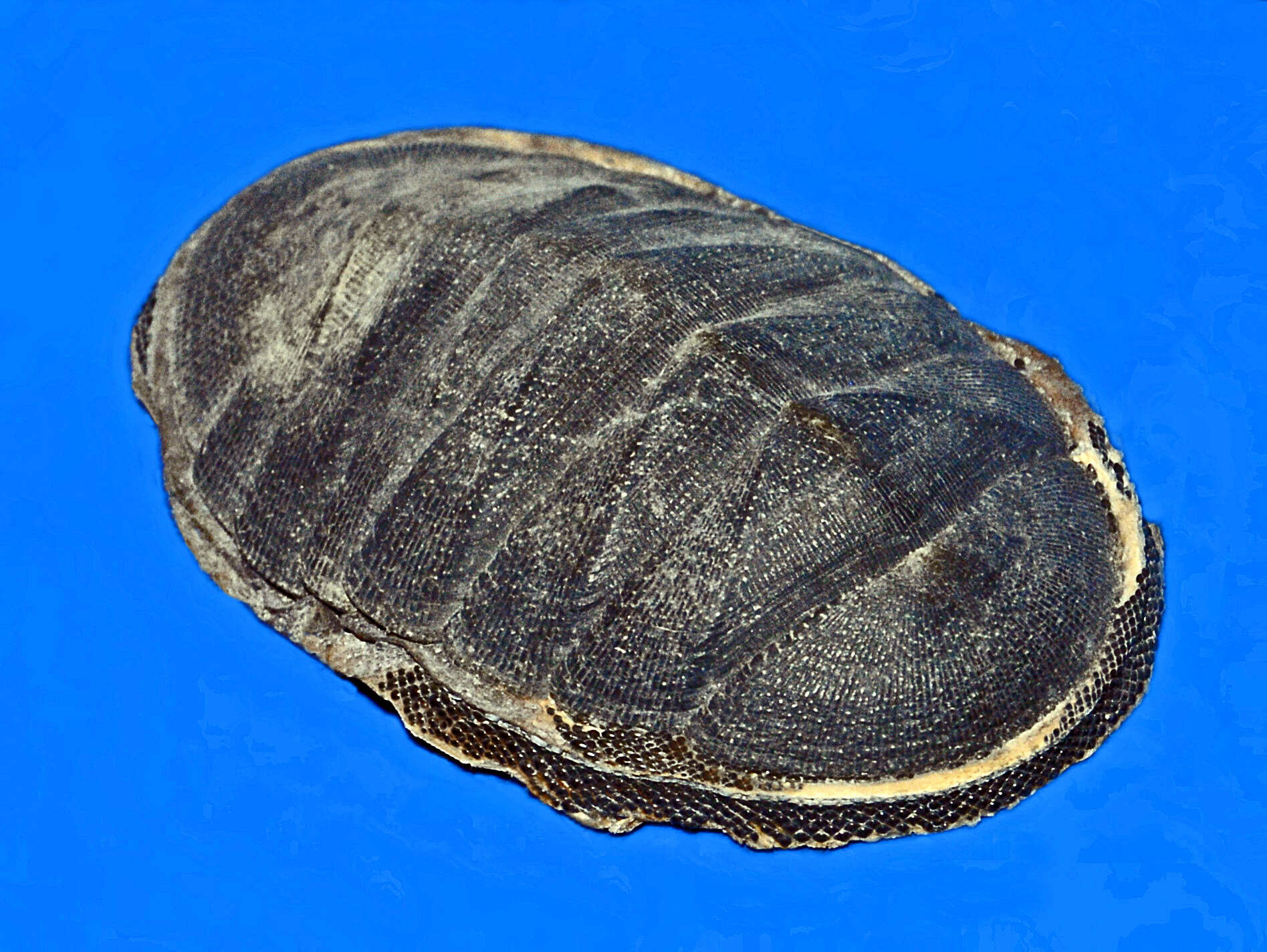 Image of Chiton magnificus Deshayes 1827