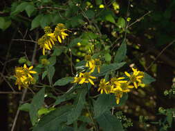 Слика од Verbesina alternifolia (L.) Britt. ex Kearney