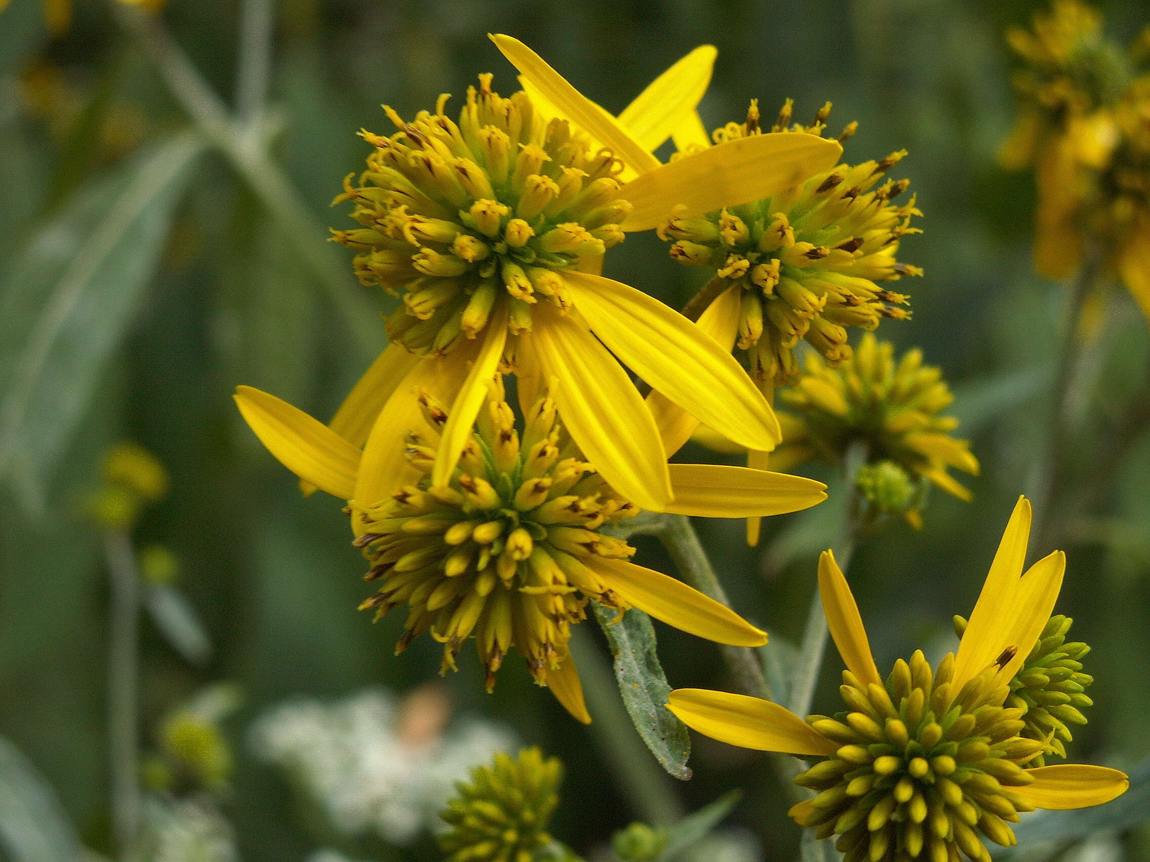 Image of wingstem