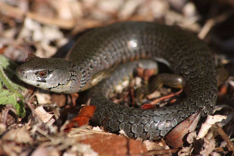 Image of She-oak Skink