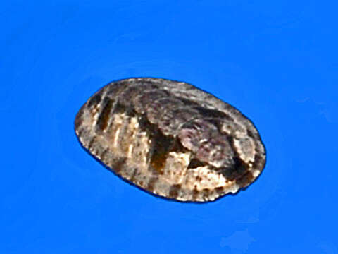 Image of Ischnochiton smaragdinus (Angas 1867)